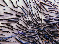 絵本と木の実の美術館の写真・動画_image_215617