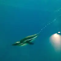 上越市立水族博物館 うみがたり（旧：上越市立水族博物館）の写真・動画_image_215637