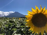 山中湖花の都公園の写真・動画_image_215829