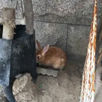 月うさぎの里の写真・動画_image_215954
