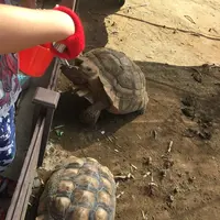 月うさぎの里の写真・動画_image_215955
