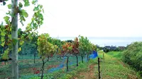 ハイディワイナリーの写真・動画_image_216019