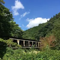 山猫の写真・動画_image_216350