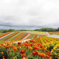 四季彩の丘の写真・動画_image_216414