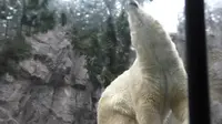 旭川市 旭山動物園の写真・動画_image_216556