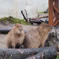 旭川市 旭山動物園の写真・動画_image_216592