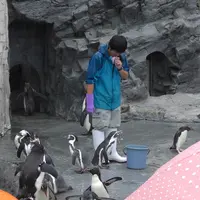 旭川市 旭山動物園の写真・動画_image_216596