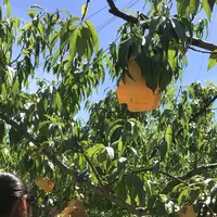 観光農園 西山ファームの写真・動画_image_216929