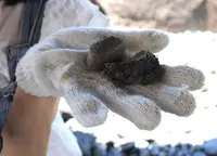 かつやま恐竜の森（長尾山総合公園）の写真・動画_image_217252