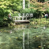 モネの池（名もなき池）の写真・動画_image_217969