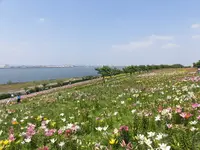 大阪舞洲ゆり園の写真・動画_image_218175