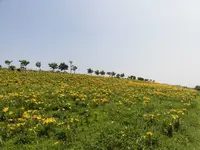 大阪舞洲ゆり園の写真・動画_image_218177