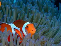 慶良間諸島周辺の写真・動画_image_218413