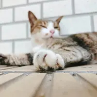 壺屋やちむん通りの写真・動画_image_218416