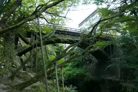 こおろぎ橋の写真・動画_image_218747