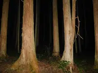 日本の写真・動画_image_218805