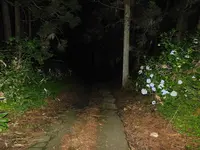 日本の写真・動画_image_218806