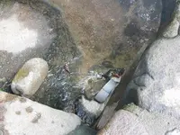 タヌキの湯の写真・動画_image_218849