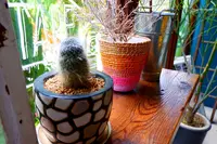 CALiNの写真・動画_image_219023