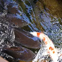 郡上八幡の写真・動画_image_219205