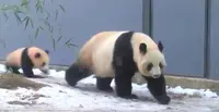 上野動物園の写真・動画_image_219603