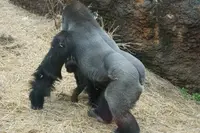 上野動物園の写真・動画_image_219621