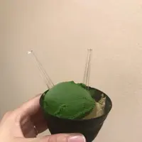 抹茶ジェラートショップ 壽々喜園×ななやコラボショップの写真・動画_image_219976