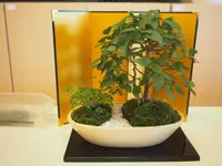 大宮盆栽美術館の写真・動画_image_220888