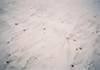 阿児の松原海水浴場の写真・動画_image_221094