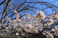 レウラの写真・動画_image_221216