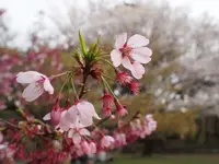大宮公園の写真・動画_image_221492