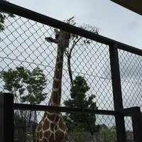京都市動物園の写真・動画_image_221533