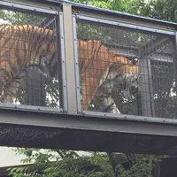 京都市動物園の写真・動画_image_221535