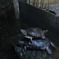 【閉館】東京タワー水族館の写真・動画_image_221604