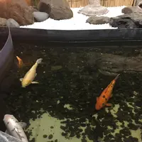 【閉館】東京タワー水族館の写真・動画_image_221608