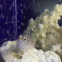 【閉館】東京タワー水族館の写真・動画_image_221618