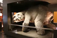 オーストラリア博物館の写真・動画_image_221657