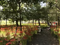 曼珠沙華公園の写真・動画_image_222170