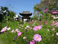 般若寺の写真・動画_image_222479