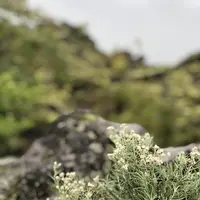 鬼押出しの写真・動画_image_222638