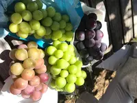 岩田フルーツ農園の写真・動画_image_222723