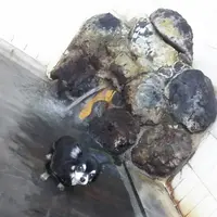 草津温泉 大東舘の写真・動画_image_222897