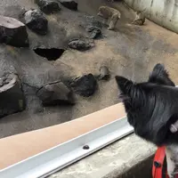 草津熱帯圏の写真・動画_image_222918