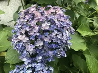 小町通りの写真・動画_image_223938