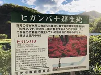 ヒガンバナ群生地の写真・動画_image_224297