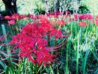 ヒガンバナ群生地の写真・動画_image_224298