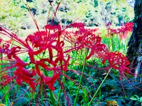 ヒガンバナ群生地の写真・動画_image_224299