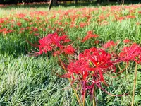 ヒガンバナ群生地の写真・動画_image_224300