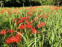 ヒガンバナ群生地の写真・動画_image_224302