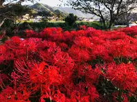 いきいき公園の写真・動画_image_224305